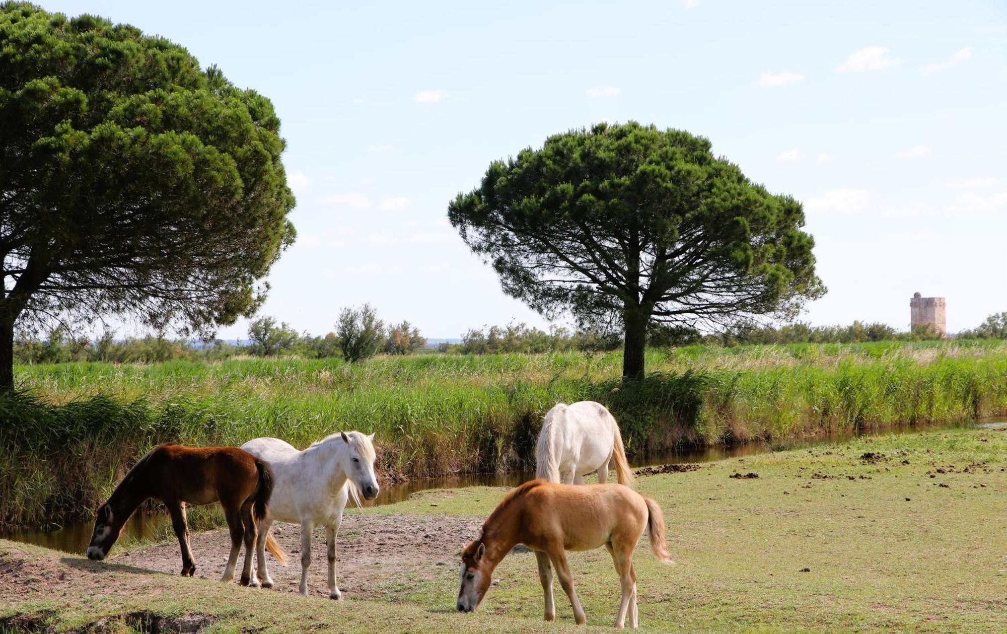 Des Sables Aigues-Mortes